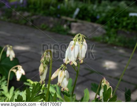 Macro Shot Of Delicate, Dangling Creamy White, Heart-shaped Flowers Of The Fern-leaf Bleeding Heart 