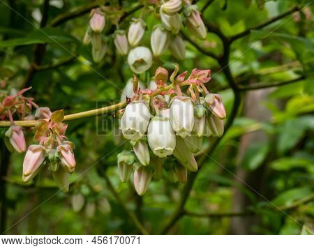 Macro Shot Of White Flowers Of Cultivated Blueberries Or Highbush Blueberries Growing On Branches Of
