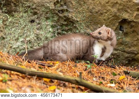 European Pine Marten (marten Marten) Searching For Food