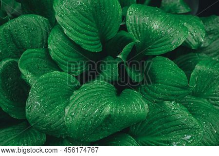 Abstract Green Leaves With Rain Drops Background. Natural Textured Foliage. Lush Blue Dark Toned For