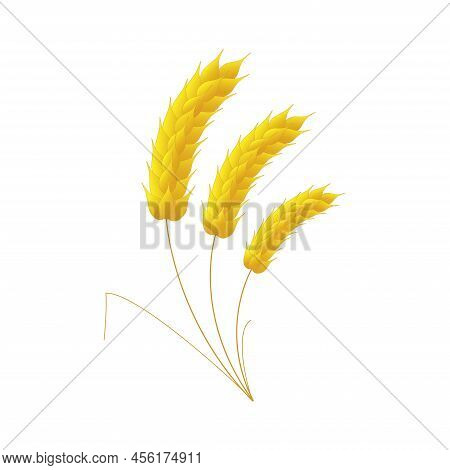 Three Ears Of Wheat On A White Background.