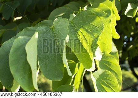 Catalpa Tree, Catalpa Bignonioides. Big Leavespods With Hang Down From The Catalpa Tree Branches.