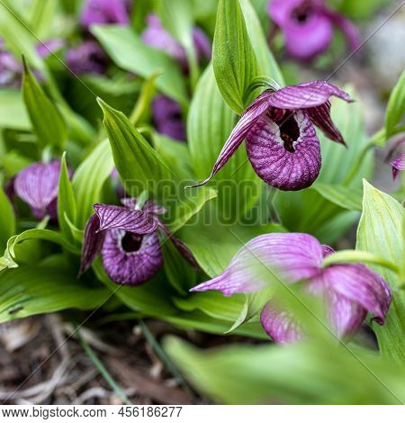 Cypripedium Calceolus Is A Lady's-slipper Orchid, And The Type Species Of The Genus Cypripedium. It 
