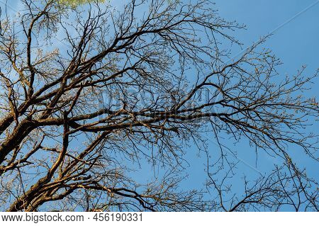 Tree Branches Against The Blue Sky. In Spring, Without Leaves.