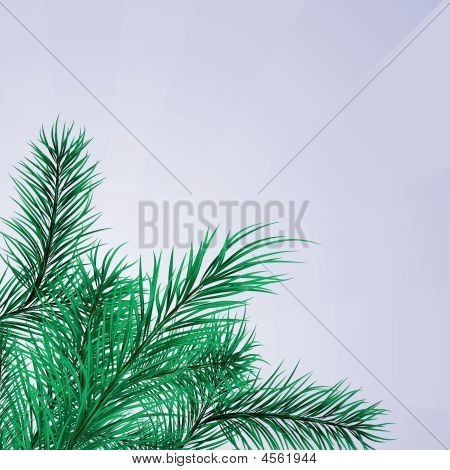 Framework From Green Pine Branches