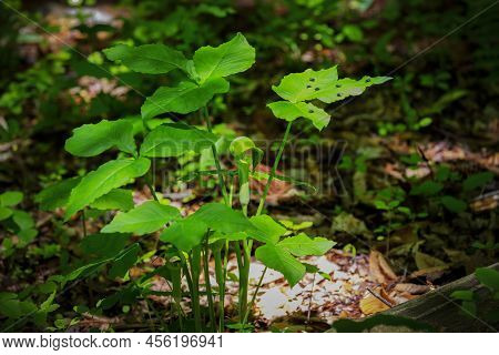 Jack In The Pulpit (arisaema Triphyllum). Native Hardy Northern Plant. It Is A Large, Cylindrical, H