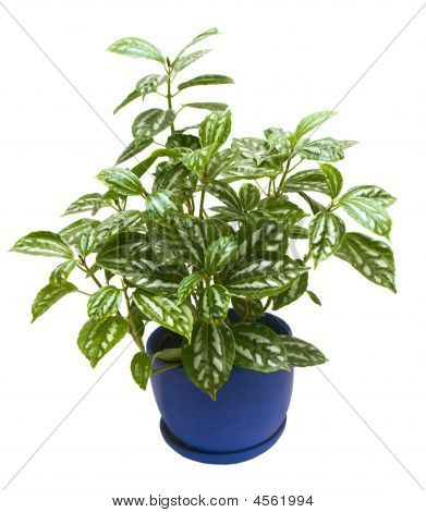 Pilea Cadierei