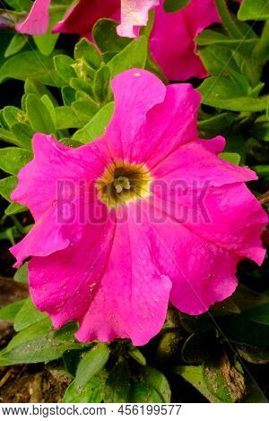 Macro Photo Beautiful Pink Alcea Flower  In Thailand