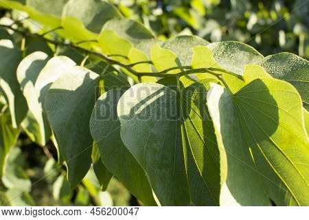 Catalpa Tree, Catalpa Bignonioides. Big Leavespods With Hang Down From The Catalpa Tree Branches.