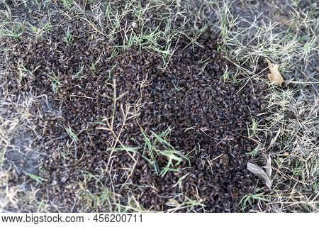 A Lot Of Dead Bees Laying On The Ground Or Dead Insects
