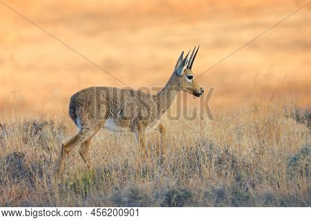 A Grey Rhebuck (pelea Capreolus) In Natural Habitat, Mountain Zebra National Park, South Africa