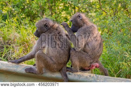 Baboon In The Nature Reserve Hluhluwe National Park South Africa