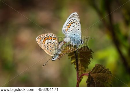 A Couple Of The Silver-studded Blue Butterflies, A Brown Female And A Blue Male Sitting Back To Back