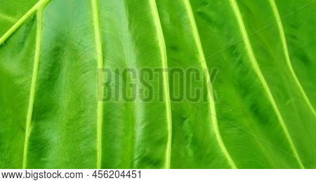 Beautiful Green Leaves Pattern Background Of Alocasia Macrorrhizos Plant. Green Background Design. S