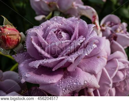 Close-up Of Outstanding, Old Fashioned Lavender Rose 'novalis' With Multi Layered Mauve Flowers. Det