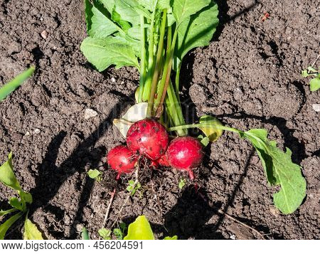 Closeup Of Ripe, Red-pink Radish Plant (raphanus Raphanistrum Subsp. Sativus) Roots - Edible Root Ve