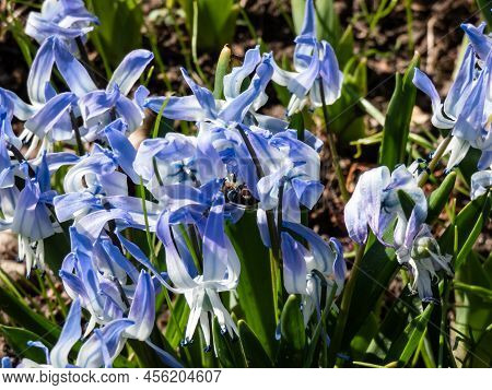 Close-up Shot Of The Ornamental Plant - Scilla Rosenii Bearing Racemes Of Star-shaped, Very Pale Blu
