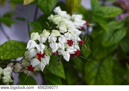 Clerodendrum Thomsoniae Or Bleeding Glory-bower Growing In Nha Trang Vietnam