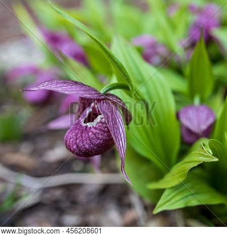 Cypripedium Calceolus Is A Lady's-slipper Orchid, And The Type Species Of The Genus Cypripedium. It 