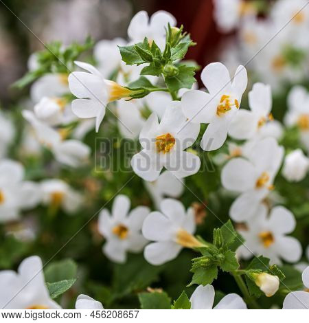 Ornamental Bacopa Flowers - Latin Name - Chaenostoma Cordatum. Bacopa Monnieri, Herb Bacopa Is A Med