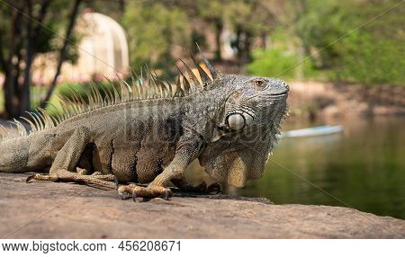 Green Iguana Also Known As The American Iguana Is A Lizard Reptile In The Genus Iguana In The Iguana