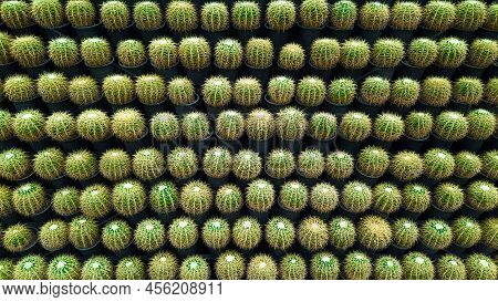 Golden Barrel Cactus which little burbs on rocky ground
