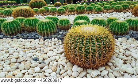 Golden Barrel Cactus Which Little Burbs On Rocky Ground
