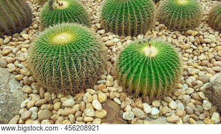 Golden Barrel Cactus which little burbs on rocky ground