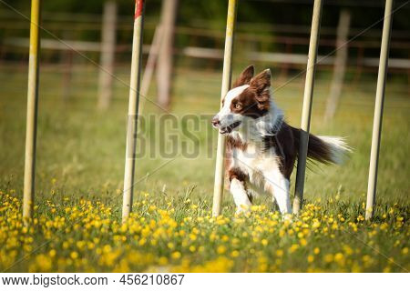 Redmerle Border Collie Is Running On Czech Agility Competition Slalom. Prague Agility Competition In