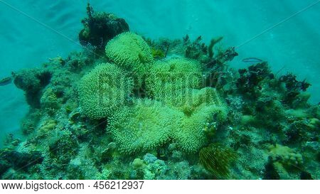 Sun Anemone Or Atlantic Carpet Anemone, Caribbean Sun Anemone (stichodactyla Helianthus) Undersea, A