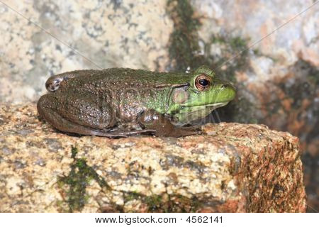 grüne Frosch auf einem Felsen
