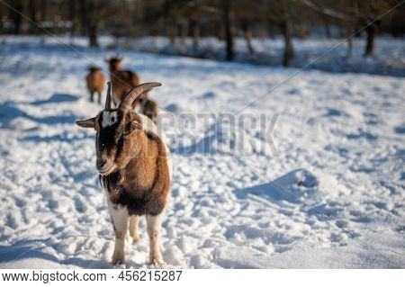 Closeup Of A Goat In A Snowy Field In East Flanders.