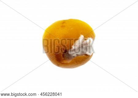 One Moldy Yellow Appricot, Rotten Orange Peach On A White Background. Spoiled Fruit.