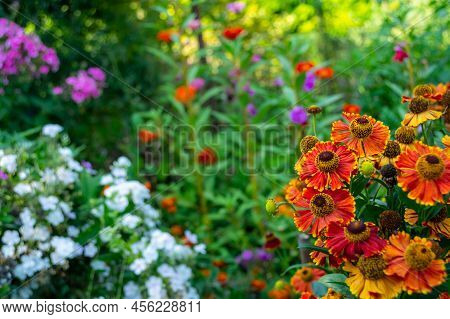 Helenium Autumn In The Garden Against The Background Of Colorful Flowers. Perennial. Flowerbed. Sele