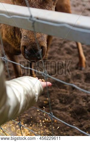 Defocus Feeding Young Deer. Child Feeding Wild Deer At Petting Zoo By Grain Hard Wheat. Kids Feed An
