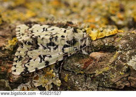 Detailed Closeup On The Light Green And White Scarce Merveille Du Jour Moth, Moma Alpium Sitting On 