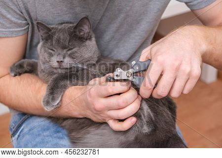 A Man Cuts The Claws Of A Young Gray Cat With A Claw Cutter. Chartreuse Resists.