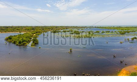 Wetlands In The Kumana National Park, Which Is Home To Wild Animals And Birds. Sri Lanka.