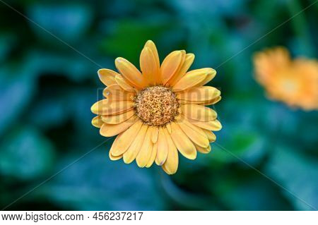 Yellow Daisy Flower, Tetraneuris Acaulis Is A North American Species Of Flowering Plants In The Sunf