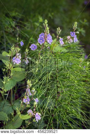 Germander Speedwell(veronica Chamaedrys L) Blossoms And Horsetails In Summer. Close Up.