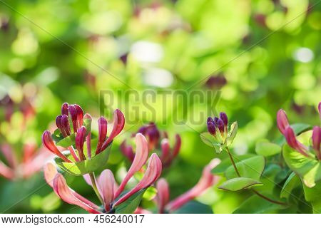 Honeysuckle Buds And Flowers Lonicera Etrusca Santi Caprifolium, Woodbine In Bloom. Floral Backgroun