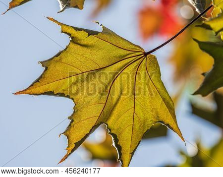 Tree Branch With Dark Red Leaves, Acer Platanoides, The Norway Maple Crimson King. Red Maple Acutifo