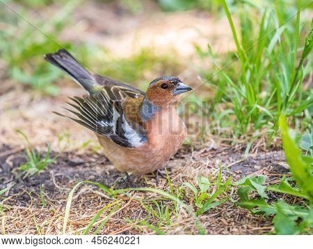 The Common Chaffinch, Fringilla Coelebs, Sits On The Ground In Spring. Beautiful Forest Bird Common 