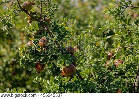 Pomegranates Growing On Tree,natural Food Concept,pomegranates Fruits. Trees On The Plantation,harve