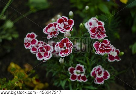 Dianthus Caryophyllus Carnation Clove Pink Light Violet Flowers In Bloom