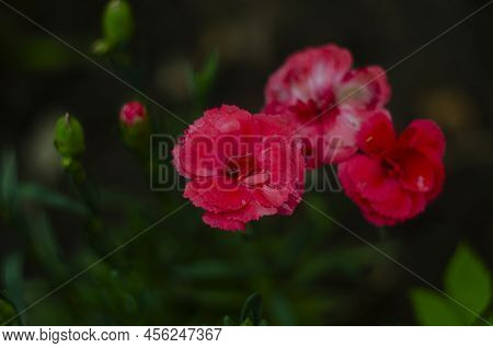Dianthus Caryophyllus Carnation Clove Pink Light Violet Flowers In Bloom