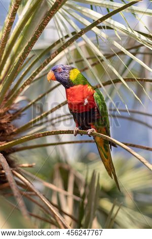One Curious Rainbow Lorikeet Sits On A Small Branch Of A Plant