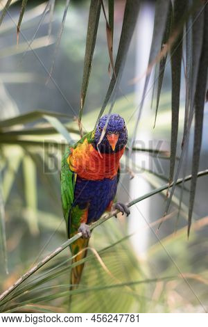 One Curious Rainbow Lorikeet Sits On A Small Branch Of A Plant