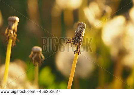 Seedless Dandelion. Heads Of Plant With Flown Seeds In Rays Of Sunset. Beautiful Illustration About 