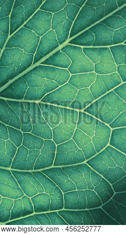 Plant Leaf Close-up. Mosaic Pattern Of Nerve And Veins. Abstract Vertical Background On A Vegetable 